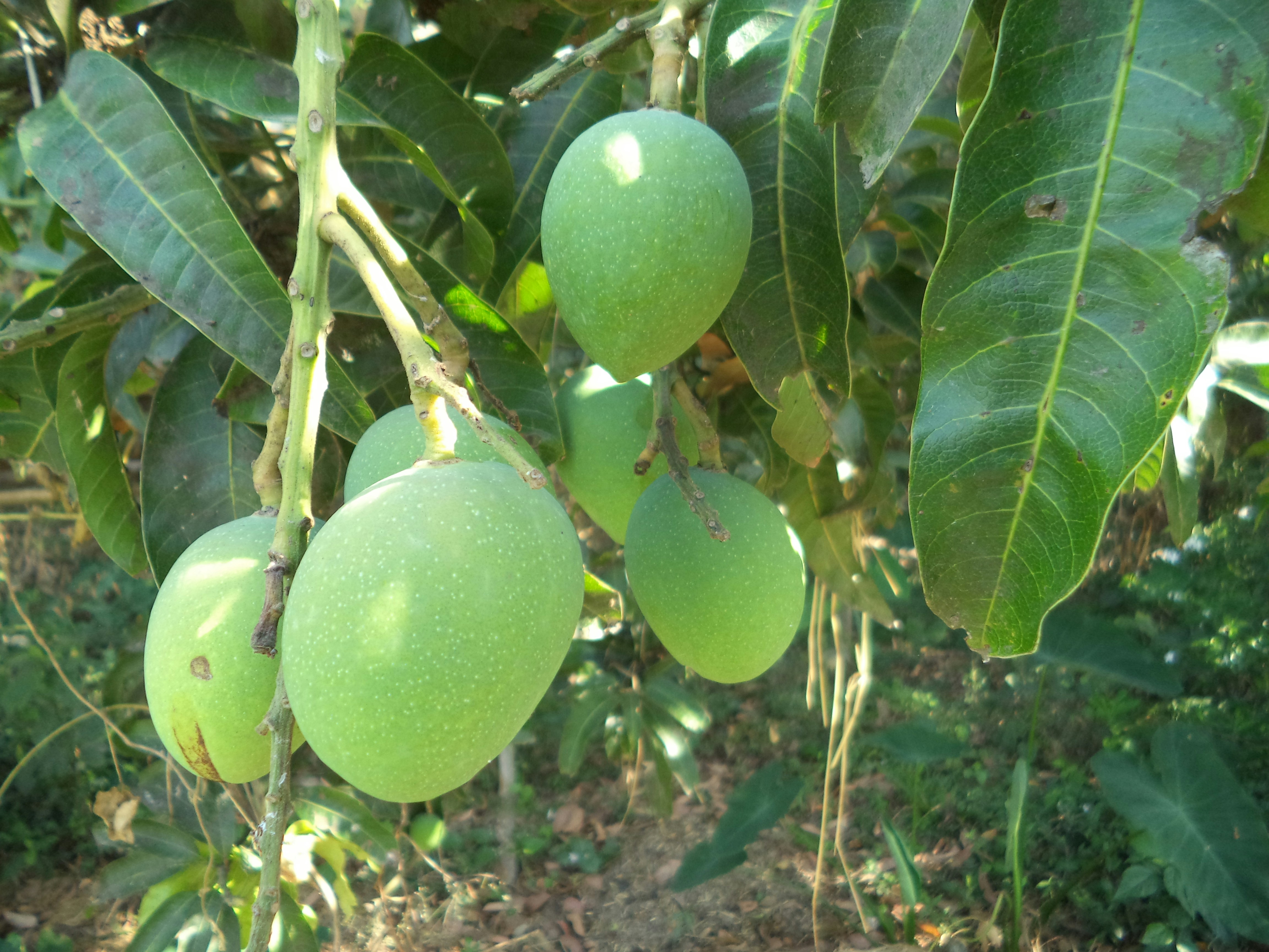 Mango Farm Image 3